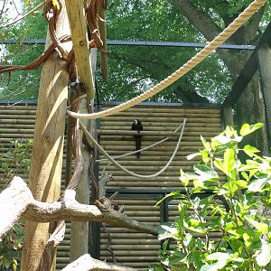 new saki and squirrel monkey exhibit