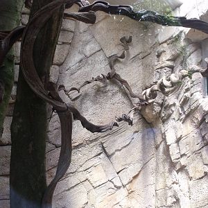 new saki and squirrel monkey exhibit