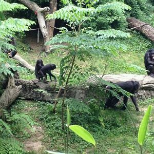 May 2012-Bonobos in Jungle Trails