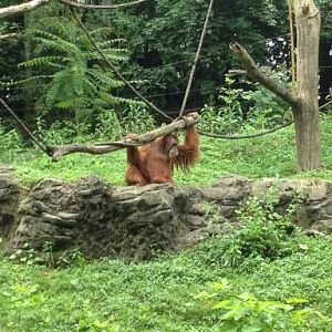 May 2012-Lana the Sumatran Orangutan