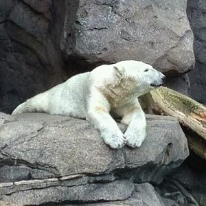 May 2012-Little One the Polar bear