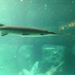May 2012-Longnose gar in Manatee Springs