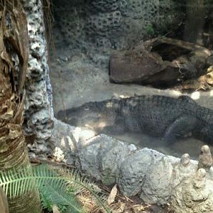 May 2012-American alligator in Manatee Springs