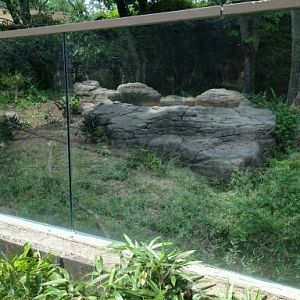 May 2012-Komodo dragon Outdoor exhibit
