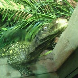 May 2012-Jasper the Crocodile monitor