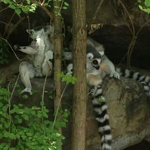 May 2012-Ring-tailed lemurs on Lemur Lookout