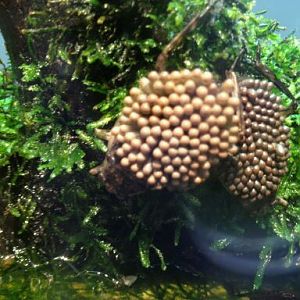 May 2012-Giant water bugs in World of the Insect