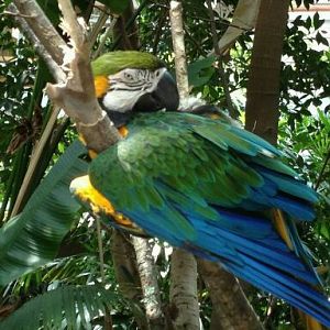 May 2012-Leroy the Blue-and-gold macaw