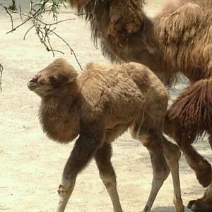 May 2012-Baby Bogart with mother Saari