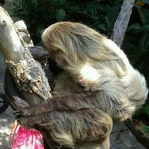 May 2012-Moe, a female Linnaeus's two-toed sloth