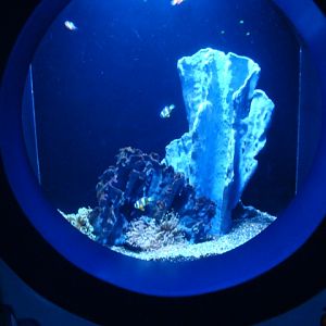 Journey to the Reef -Anemonefish Exhibit