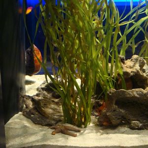 Journey to the Reef - Caribbean Seagrass Community Exhibit