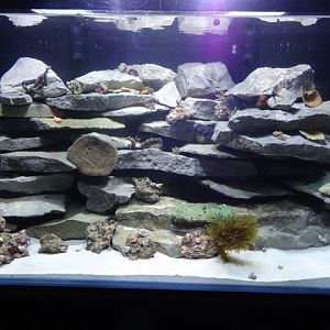 Journey to the Reef - Coral Culture Tank in Coral Lab