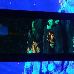 Journey to the Reef - Coral Fluorescence Exhibit