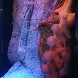 Journey to the Reef - Giant Pacific Octopus Exhibit