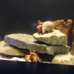 Journey to the Reef - Hermit Crab Exhibit