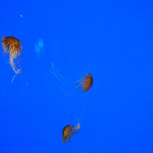 Journey to the Reef - Japanese Sea Nettle Exhibit