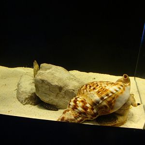 Journey to the Reef - Large Gastropod Exhibit