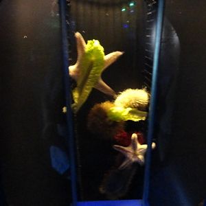 Journey to the Reef - Magnifier Options Exhibit