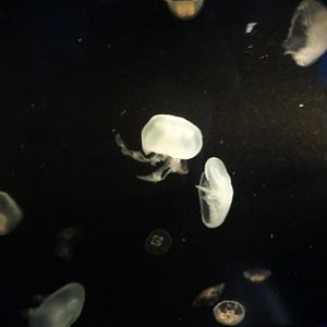 Journey to the Reef - Moon Jelly Exhibit