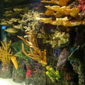 Journey to the Reef - Moray Eels and Cleaning Symbiosis Exhibit