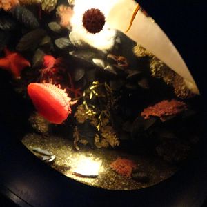 Journey to the Reef - Northwest Pacific Coast Community Exhibit