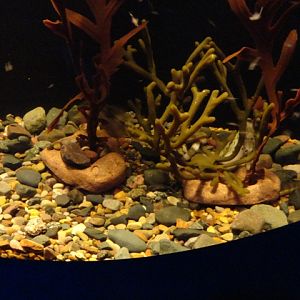 Journey to the Reef - Pot-Bellied Seahorse Exhibit