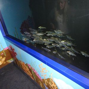 Journey to the Reef - False Pilchards