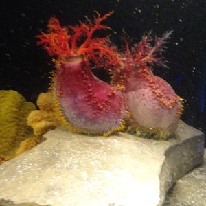 Journey to the Reef - Sea Apple and Starfish Exhibit