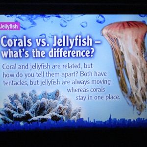 Journey to the Reef - Species Sign Example