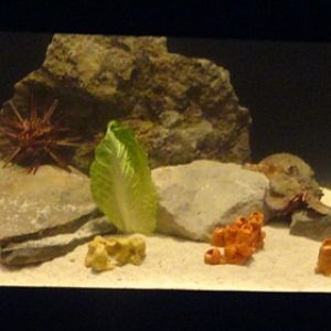 Journey to the Reef - Slipper Lobster & Urchin Exhibit