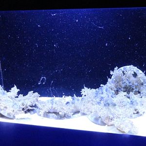 Journey to the Reef - Upside-Down Jelly Exhibit