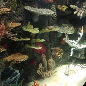 Journey to the Reef - Venomous Fishes and Invaders Exhibit