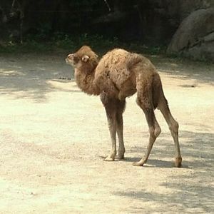 May 2012-Baby Bogart