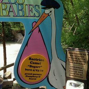 May 2012-Zoo Babies sign in Wildlife Canyon