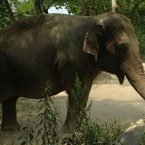 May 2012-Jati, a Malaysia elephant