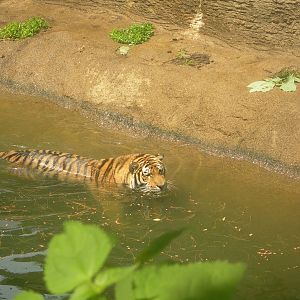 amur tiger swimming