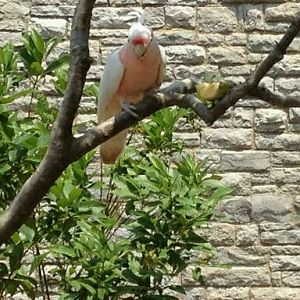 May 2012-Henry, the Major Mitchell's Cockatoo