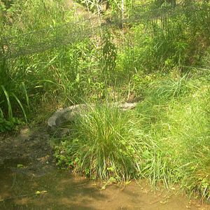 west african dwarf crocodile in the grass