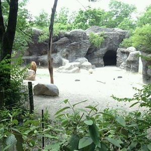 May 2012-Sichuan takin exhibit