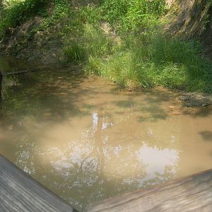 outdoor west african dwarf crocodile exhibit