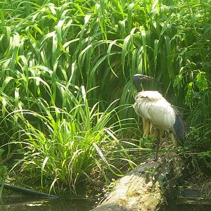 what type of bird is this?