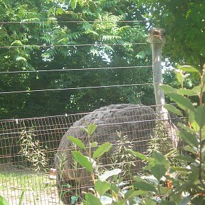 Female Ostrich up close & personal