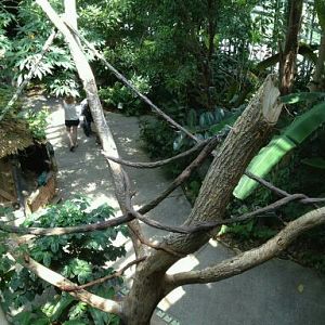 May 2012-Linnaeus's two-toed sloth exhibit