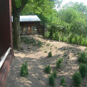 bottom part of african wild dog exhibit