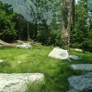 May 2012-Right side of the Cougar exhibit