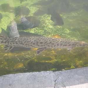 Longnose Gar