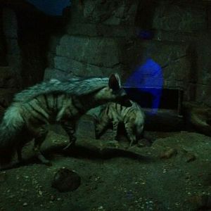 May 2012-Chippie and Changa, the Aardwolves