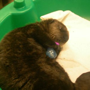 Orphaned Baby Northern sea otter