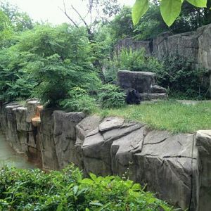 May 2012-Western lowland gorilla exhibit